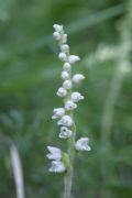 Goodyera repens